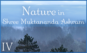 Nature in Shree Muktananda Ashram IV